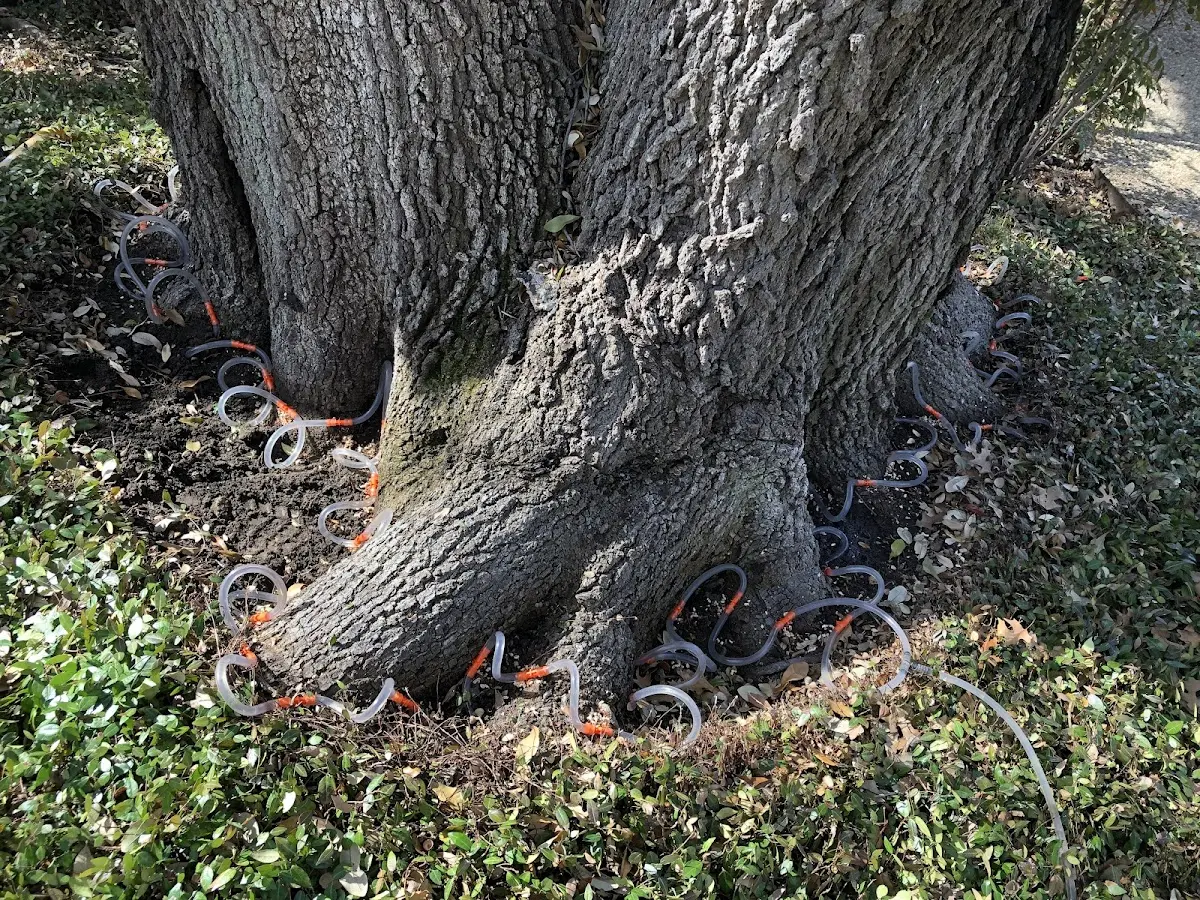 Detailed Tree Cabling and Bracing job site in Springfield Center