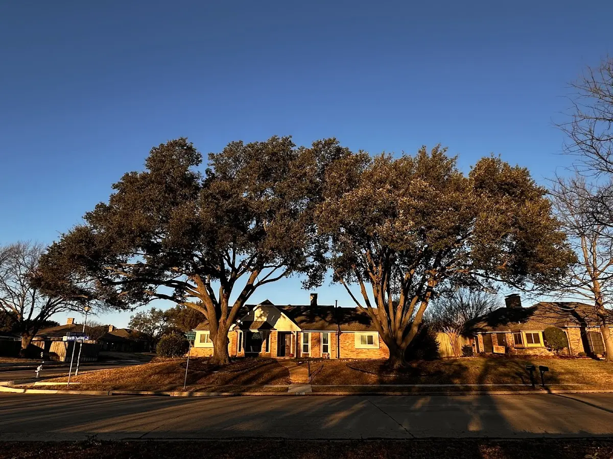 Established residential canopy tree shading a home in Springfield Center